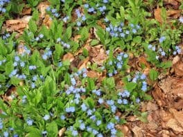 FRÜHLINGSBLUMEN_kloster_damme