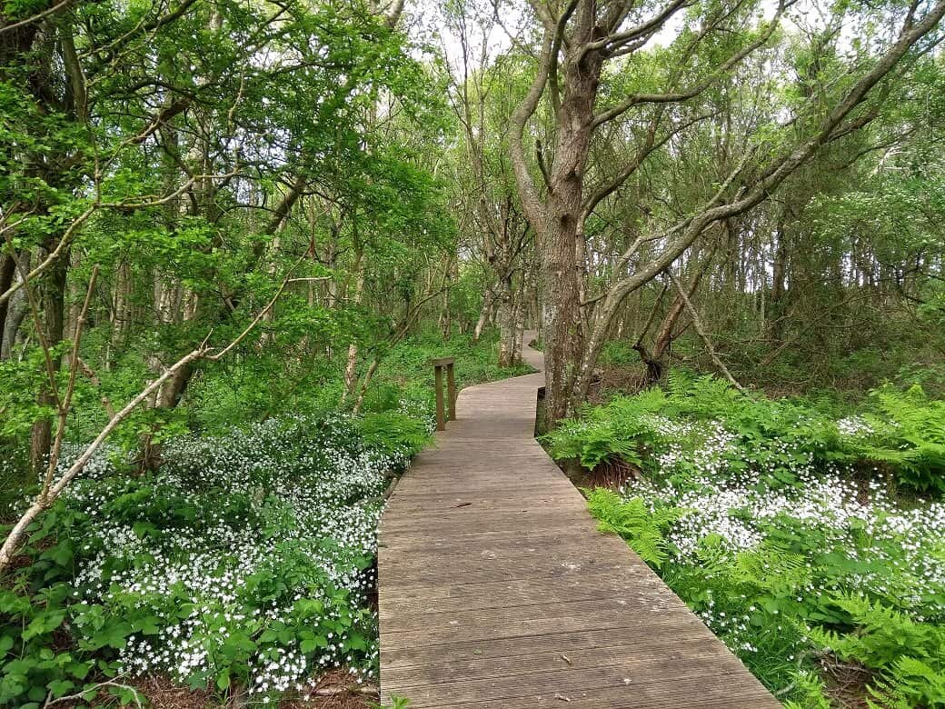 Weg Sylt Vogelkoje