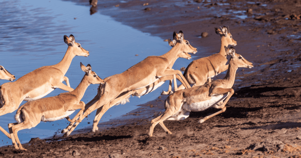 fliehende Tiere - Aktivierung des Sympatikus - Fluchtreaktion #Trauma